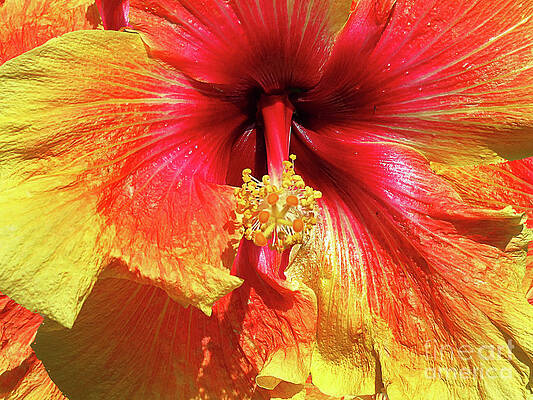 Wall Art - Photograph - Hibiscus Sunrise by Chris Andruskiewicz