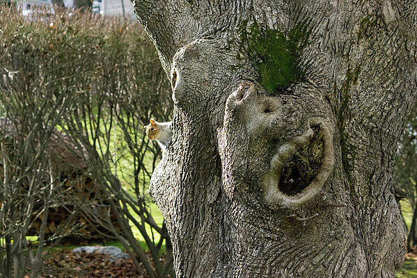 Wall Art - Photograph - Hide and Seek by Mike Smale