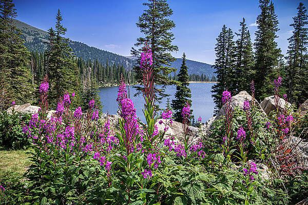 Forest Wall Art featuring the photograph High Country Color by Jon Snyder