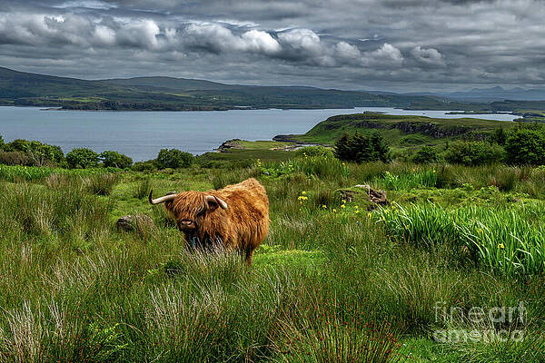 Highland Cattle At The Atlantic Coast Of The Isle Of Skye In Scotland by Andreas Berthold Highland Cattle At The Atlantic Coast Of The Isle Of Skye In Scotland by Andreas Berthold