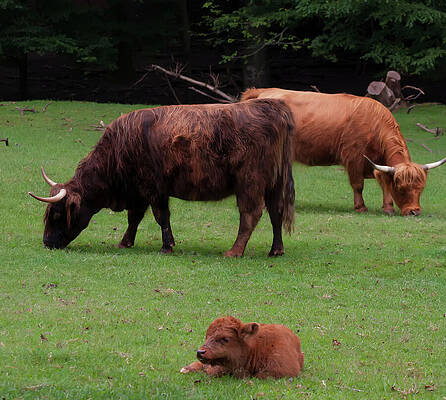 highlands cattle and calf by Chris Flees highlands cattle and calf by Chris Flees