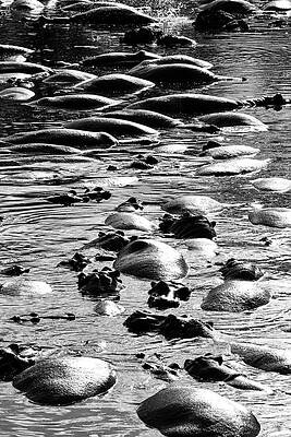 Wall Art - Photograph - Hippo 7A by Sally Fuller