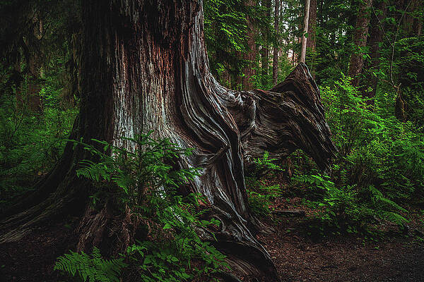 Wall Art - Photograph - Hoh Rainforest Wavy Tree Trunk, Washington State by Abbie Matthews