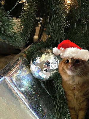 Holiday Purrs. Orange Tabby Cat by Karen Zuk Rosenblatt Holiday Purrs. Orange Tabby Cat by Karen Zuk Rosenblatt