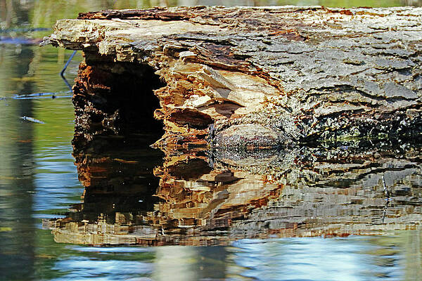 Hollow Log Reflection In Pond by Debbie Oppermann Hollow Log Reflection In Pond by Debbie Oppermann