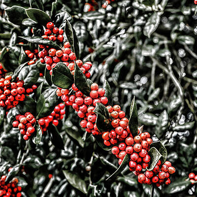 Holly Selective Color by Sharon Popek Holly Selective Color by Sharon Popek