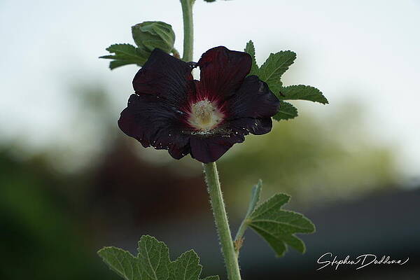 Hollyhock Blossum by Stephen Daddona Hollyhock Blossum by Stephen Daddona