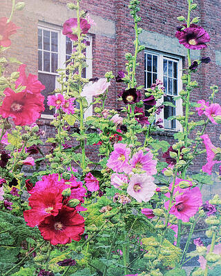 Hollyhocks by Sherrie Triest Hollyhocks by Sherrie Triest