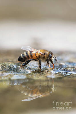 Wall Art - Photograph - Honey Bee Drinking Water with Reflection by Tim Gainey