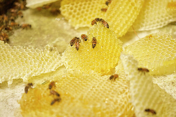 Honey Bees on Honey Comp Sections by Iris Richardson Honey Bees on Honey Comp Sections by Iris Richardson