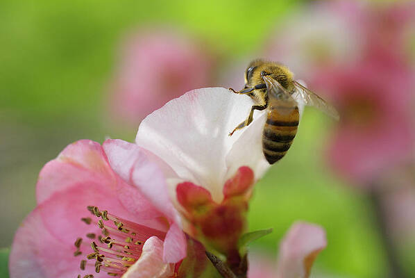 Wall Art - Photograph - Honeybee on White and Pink Quince by Iris Richardson