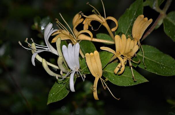 Honeysuckle and Dew by Warren Thompson Honeysuckle and Dew by Warren Thompson