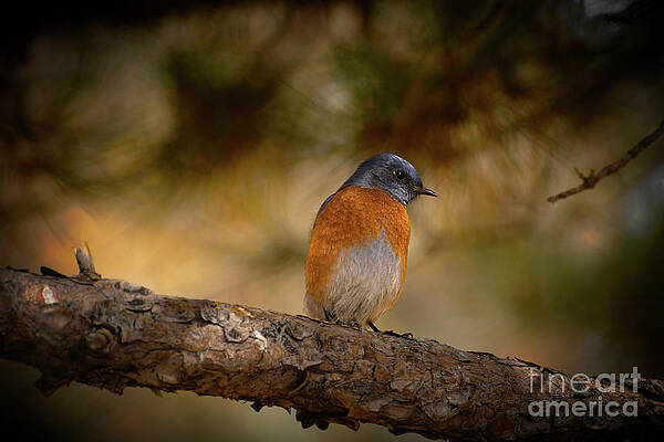 Wall Art - Photograph - Hope is the Thing With Feathers by Susan Warren