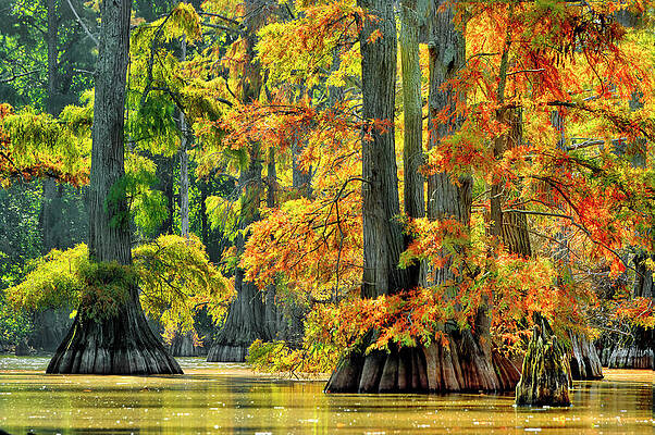 Wall Art - Photograph - Horseshoe Lake II by Robert Charity