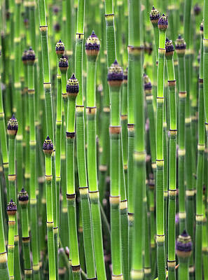Horsetails by Rebecca Herranen Horsetails by Rebecca Herranen