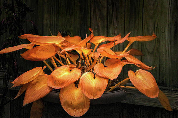Hosta Plant After the Frost by Ola Allen Hosta Plant After the Frost by Ola Allen