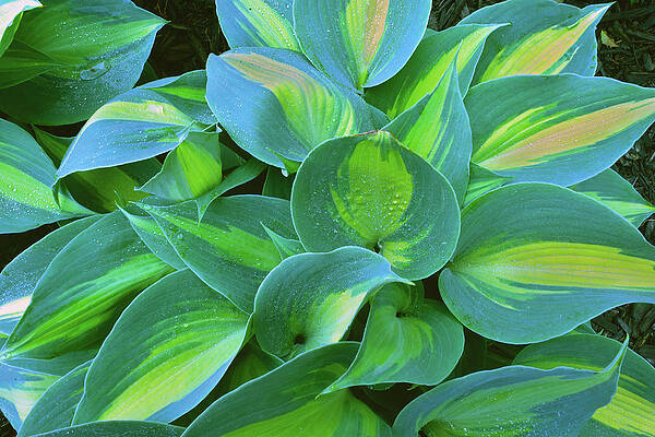 HOSTA by Don Wolf HOSTA by Don Wolf