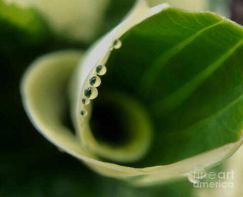 Hosta Macro 2 by Diana Rajala Hosta Macro 2 by Diana Rajala