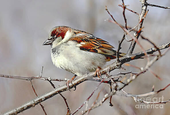 House Sparrow on a Winter's Day by Regina Geoghan House Sparrow on a Winter's Day by Regina Geoghan