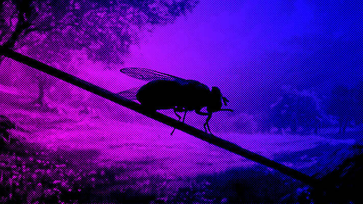 Housefly sitting on a wire - purple and blue halftone pattern by Nicko Prints Housefly sitting on a wire - purple and blue halftone pattern by Nicko Prints