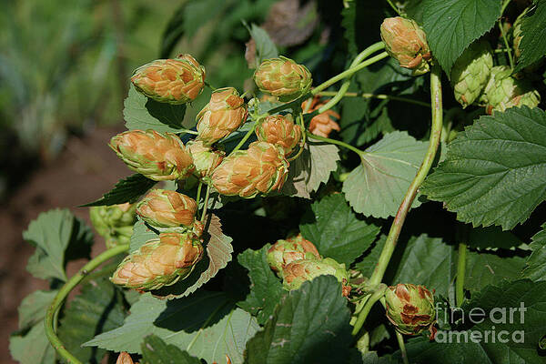 Hovander Hops by Norma Appleton Hovander Hops by Norma Appleton