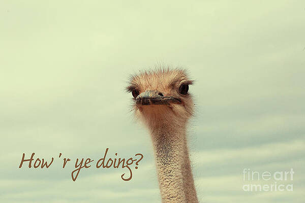 How 'r ye doing by Patricia Hofmeester How 'r ye doing by Patricia Hofmeester