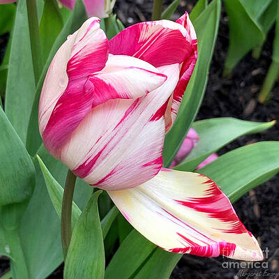 Wall Art - Photograph - Howdedo Tulip by Margaret Emory Design
