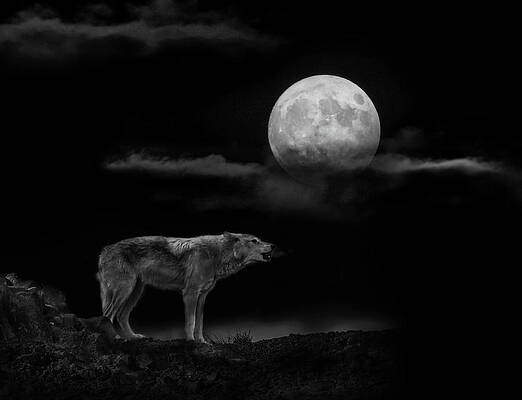 Wall Art - Photograph - Howling at the Moon by Angie Vogel