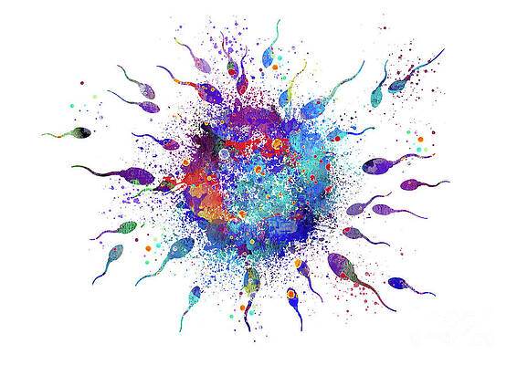 Human Fertilization Egg and Sperm Colorful Watercolor by White Lotus Human Fertilization Egg and Sperm Colorful Watercolor by White Lotus