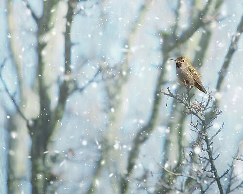 Hummer in Snow by Rebecca Cozart Hummer in Snow by Rebecca Cozart