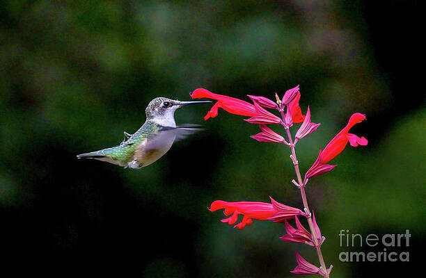 Humming Bird Flying To Flower by Charline Xia Humming Bird Flying To Flower by Charline Xia