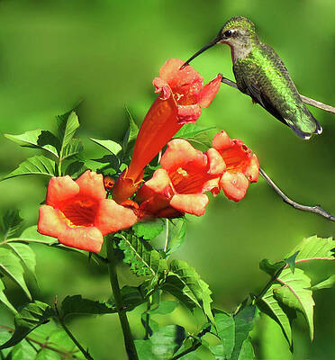 Hummingbird and Trumpet by Rebecca Grzenda Hummingbird and Trumpet by Rebecca Grzenda