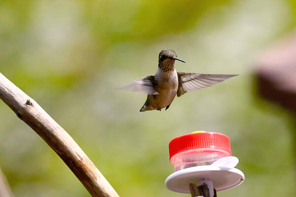Hummingbird Curious by Tony Umana Hummingbird Curious by Tony Umana