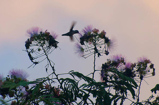 hummingbird in a mimosa tree 001 by Christopher Flees hummingbird in a mimosa tree 001 by Christopher Flees