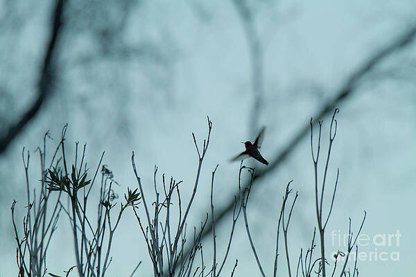 Hummingbird by Jill Edinger
