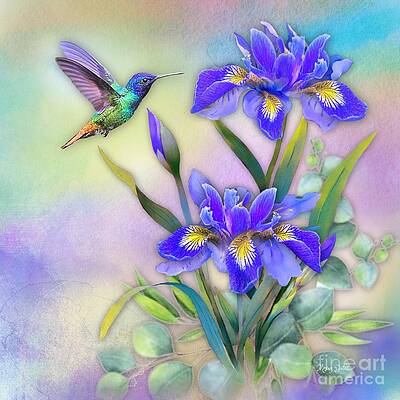 Hummingbird on Blue Iris by Morag Bates Hummingbird on Blue Iris by Morag Bates