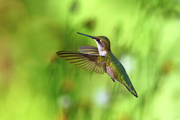 Hummingbird by Paul Freidlund Hummingbird by Paul Freidlund