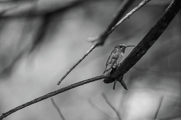 Hummingbird Pine Tree by Bob Orsillo Hummingbird Pine Tree by Bob Orsillo