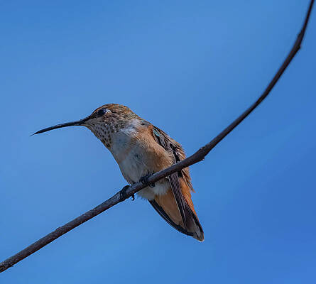 Hummingbird series 2 by Bruce Pritchett Hummingbird series 2 by Bruce Pritchett