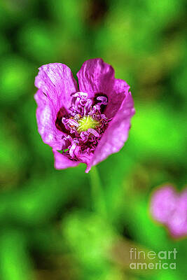 Hungarian Blue Breadseed Poppy by Adrian Evans Hungarian Blue Breadseed Poppy by Adrian Evans