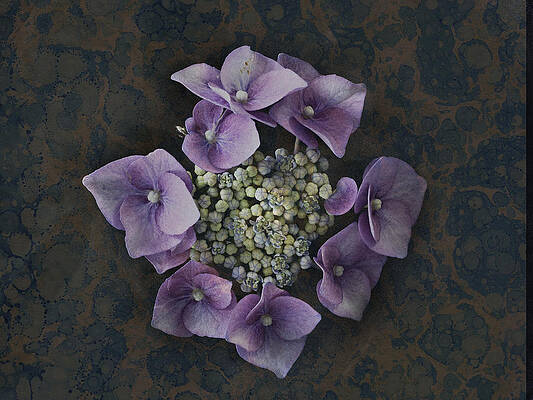 Hydrangea by Mark Foley Hydrangea by Mark Foley