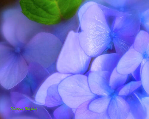 Hydrangea Petals 2 by Karen Regan Hydrangea Petals 2 by Karen Regan