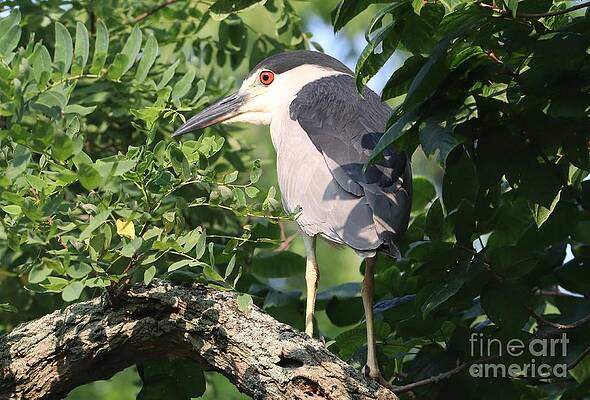 I Thought I Could Hide by Karen Silvestri I Thought I Could Hide by Karen Silvestri
