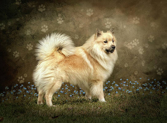 Iceland dog by Maggy Pease Iceland dog by Maggy Pease