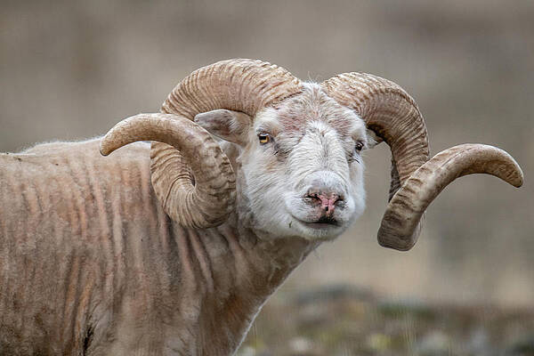 Icelandic Sheep by Constance Puttkemery Icelandic Sheep by Constance Puttkemery