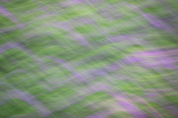 Wall Art - Photograph - ICM Floral Array by Mark Triplett