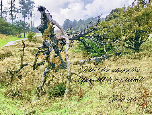 If The Son shall set you free by Susan Buscho If The Son shall set you free by Susan Buscho