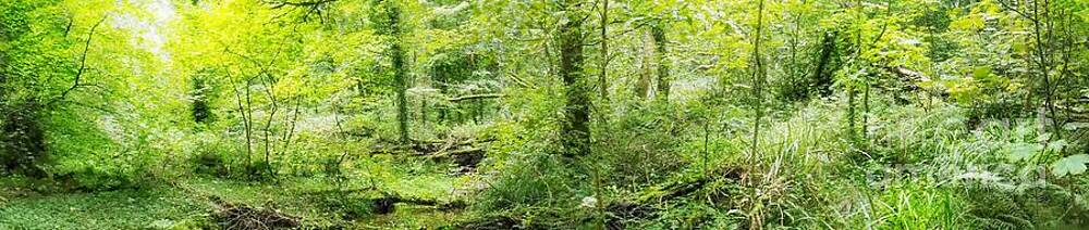 Ignarook Forest Panoramic by Abbie Shores Ignarook Forest Panoramic by Abbie Shores