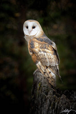 Igor Owl by Meg Leaf Igor Owl by Meg Leaf