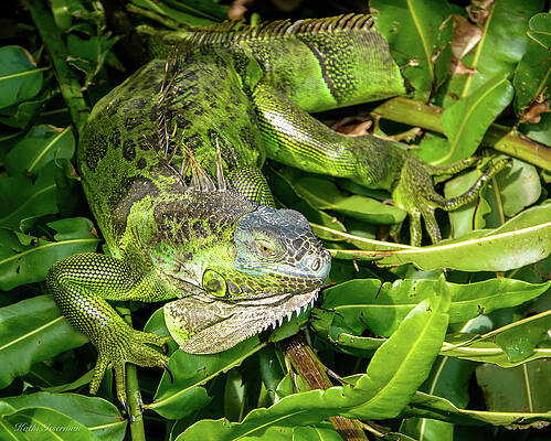 Wall Art - Photograph - Iguana Sunning by Kathi Isserman